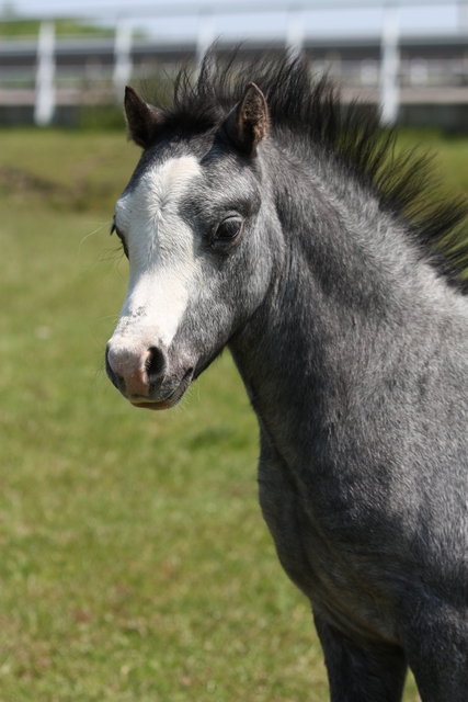 Zuidoost Lima Caius High Flown Stud – Welsh Pony Hengstenhouderij / Fokkerij